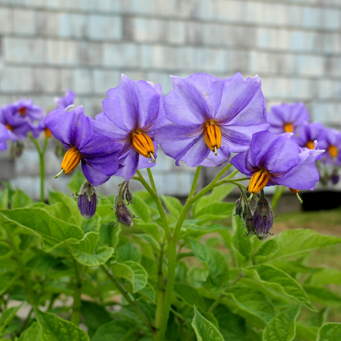 potato-Twanoh_y_Azul-flower