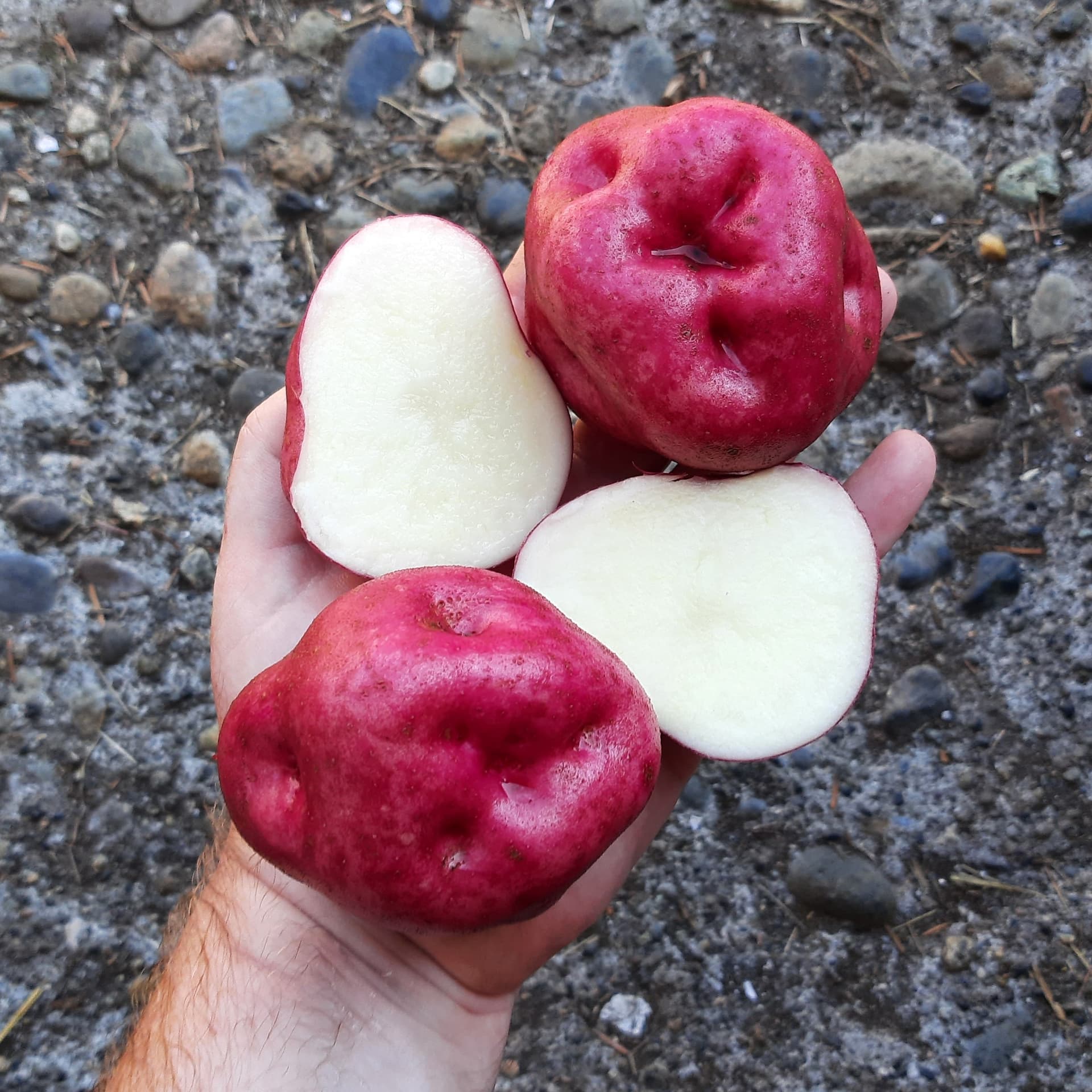 potato-Kinda_Llumpy-tubers-hand