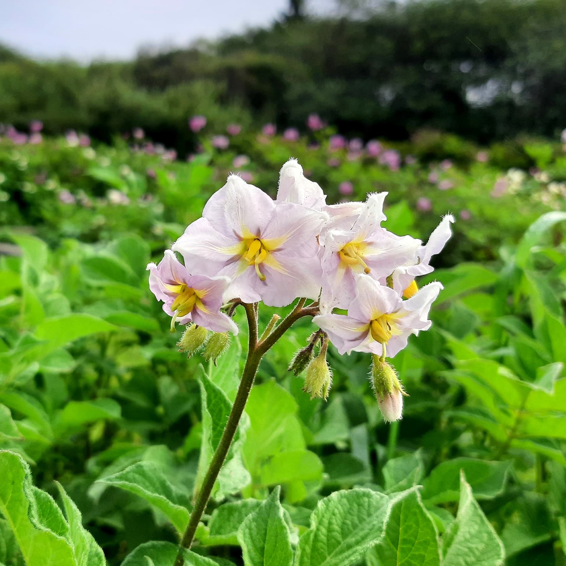 potato-Ozette-flower