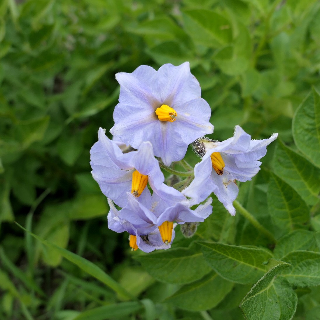potato-Myatts_Ashleaf-flowers