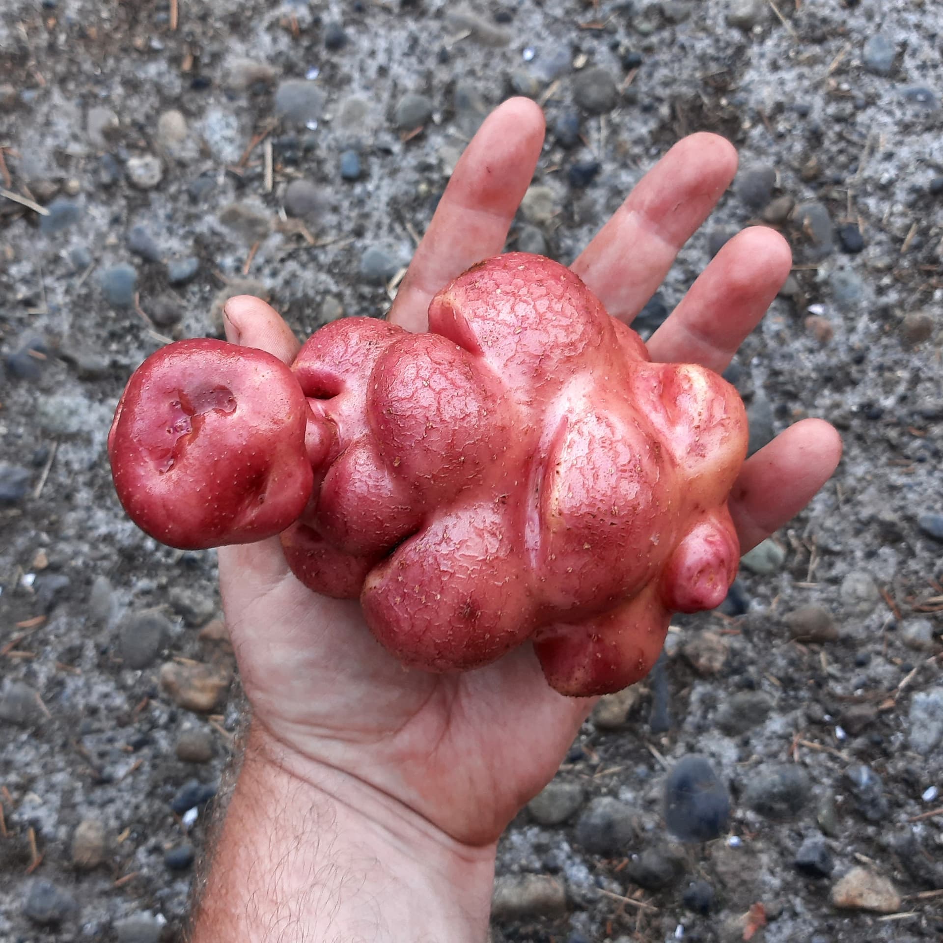 potato-yunxllum-tuber-large